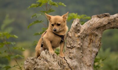 Chihuahua