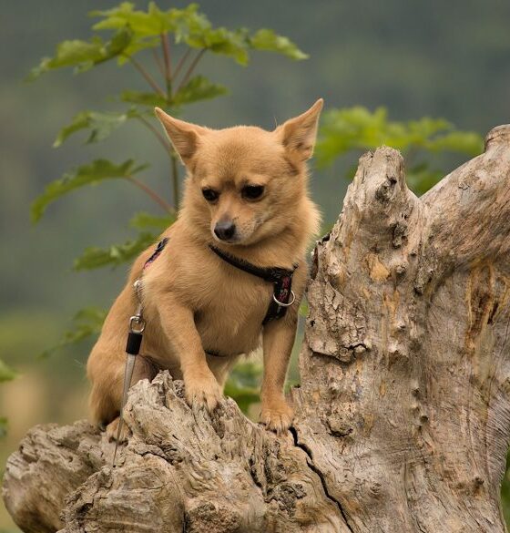 Chihuahua