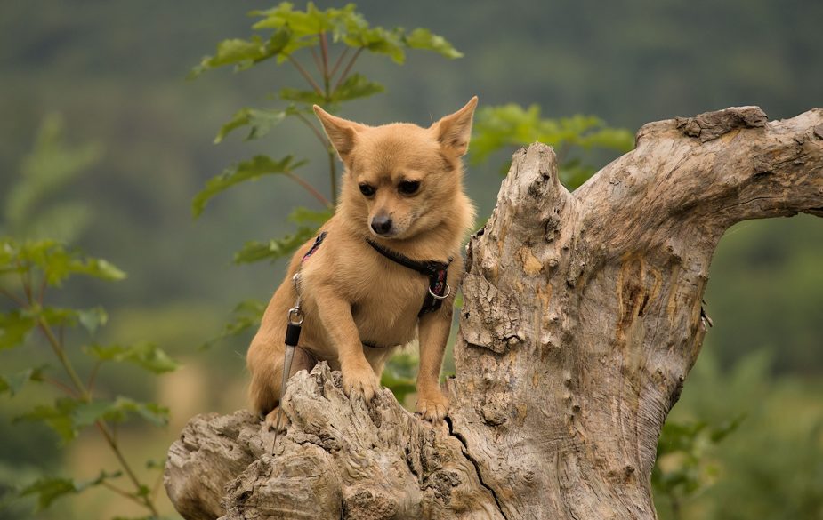 Chihuahua