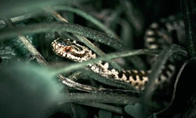Vipera