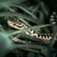Vipera
