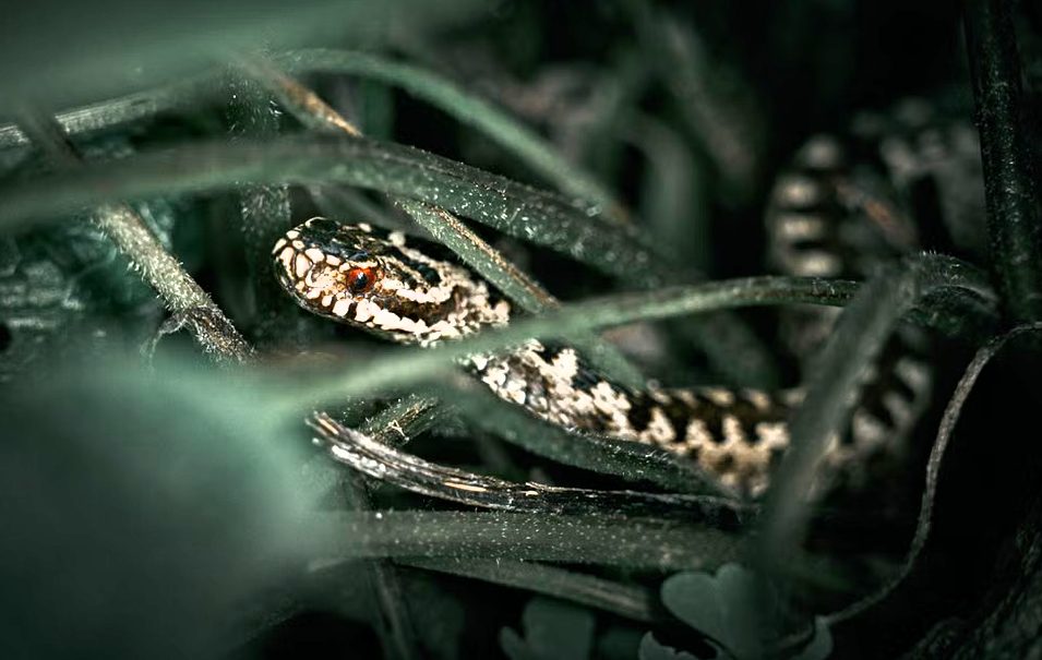 Vipera