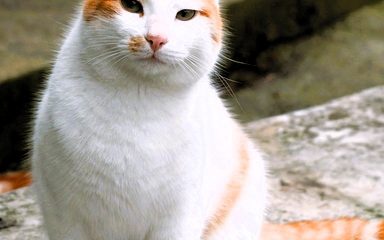 Gatto Charlie