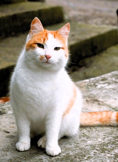 Gatto Charlie