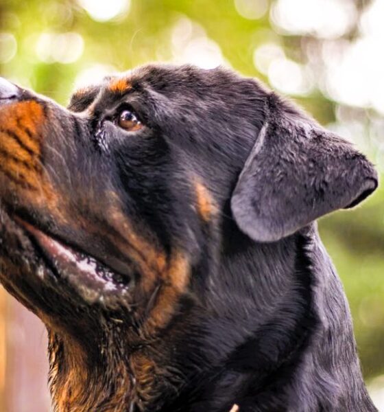 Rottweiler