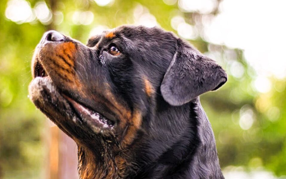 Tragedia nel Salento, agricoltore 72enne sbranato da due rottweiler mentre raccoglie i fichi: la macabra scoperta di figlio e nipote 157 Rottweiler
