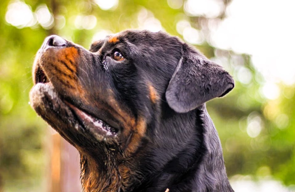 Tragedia nel Salento, agricoltore 72enne sbranato da due rottweiler mentre raccoglie i fichi: la macabra scoperta di figlio e nipote 46 Rottweiler