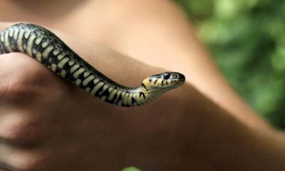 Serpente