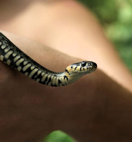 Serpente