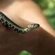 Serpente