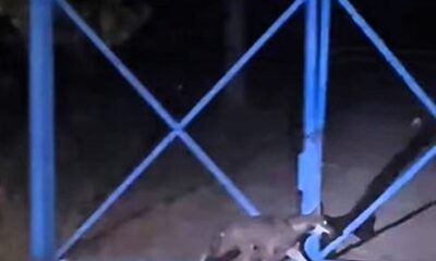 Lupo a Noicattaro