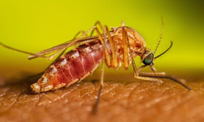 Zanzara West Nile