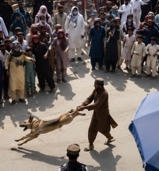Cane tra la folla in Afghanistan