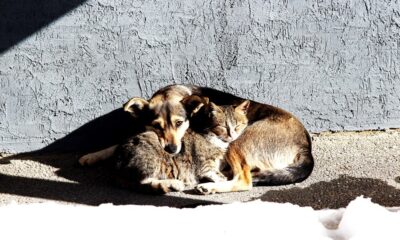 Cane e gatto abbandonati