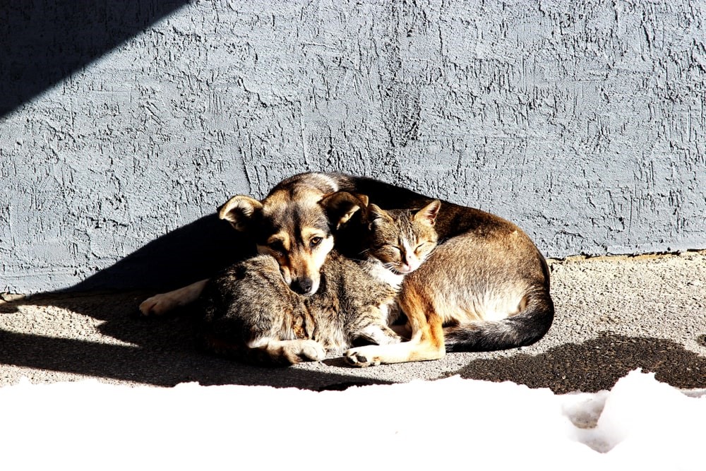 Cane e gatto abbandonati