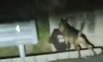 Lupo a Carsoli