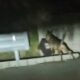 Lupo a Carsoli