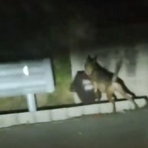 Lupo a Carsoli