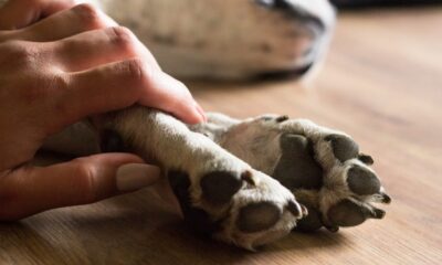 Soppressione cane