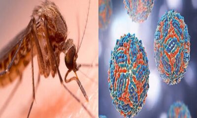 West Nile a Chieti