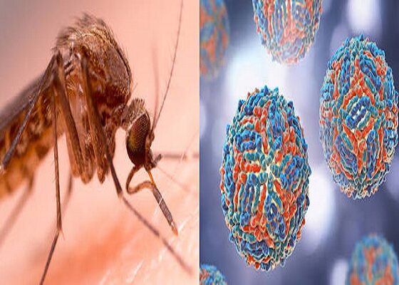West Nile a Chieti