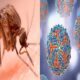 West Nile a Chieti