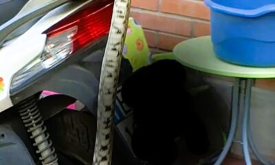 Serpente incastrato nel telaio dell'auto