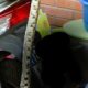Serpente incastrato nel telaio dell'auto