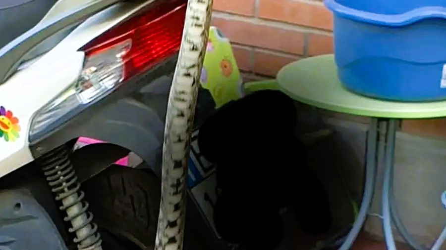 Serpente incastrato nel telaio dell'auto
