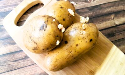Patate germogliate