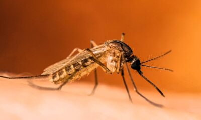 west nile abruzzo