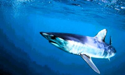 Squalo in mare