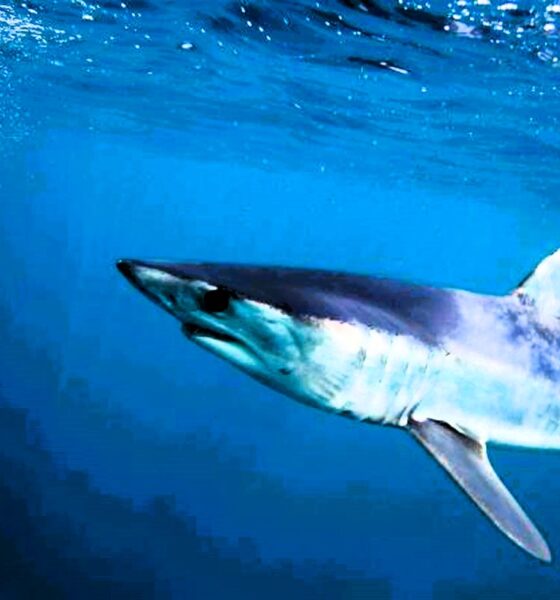 Squalo in mare