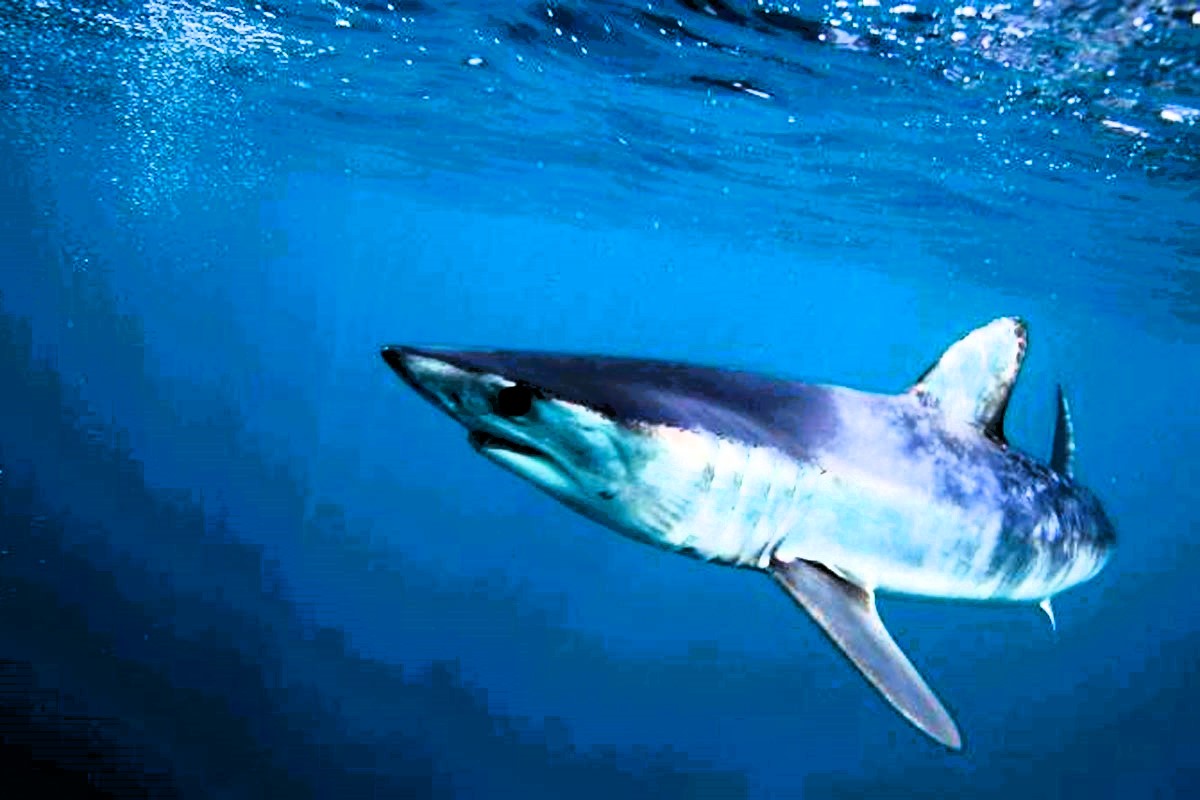 Squalo in mare