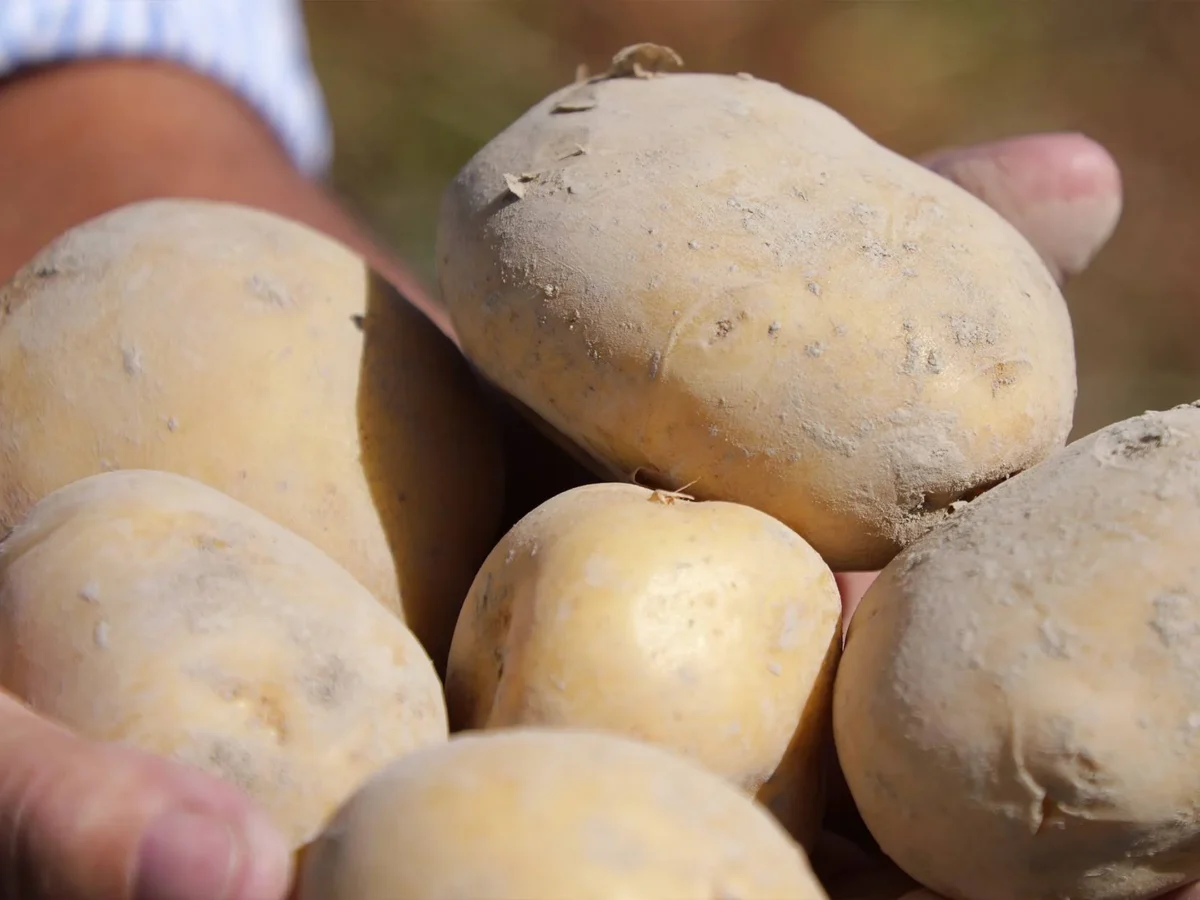 Patata Fucino