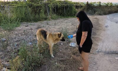 Cane masseria
