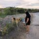 Cane masseria