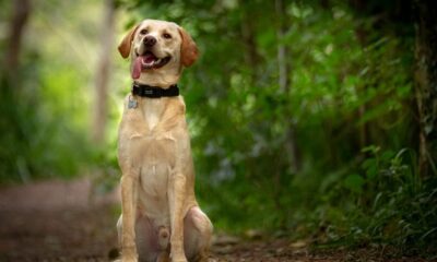 Labrador