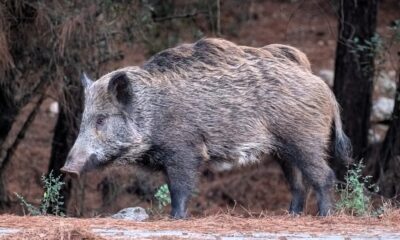 Cinghiale