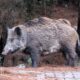 Cinghiale