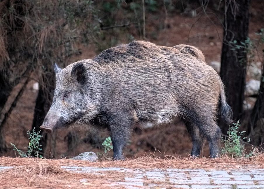 Cinghiale