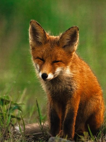 Orrore puro e crudeltà Inumana: Branco di balordi cerca di Impiccare a un albero un cucciolo di Volpe! Salvata in extremis da un Cittadino Eroico 67 Cucciolo di Volpe