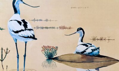 AVOCETTA