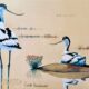 AVOCETTA