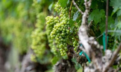 Vigna