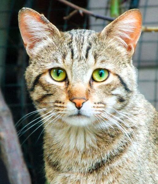 Gatto