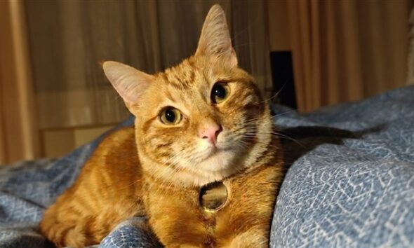 Gatto