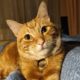 Gatto