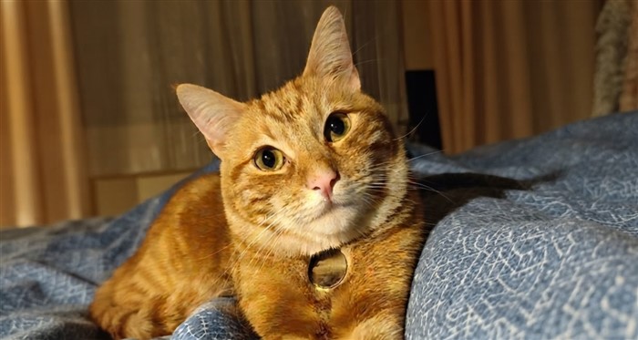 Orrore a Capistrello: branco di ragazzini lancia un gattino contro il muro "per divertimento" 46 Gatto