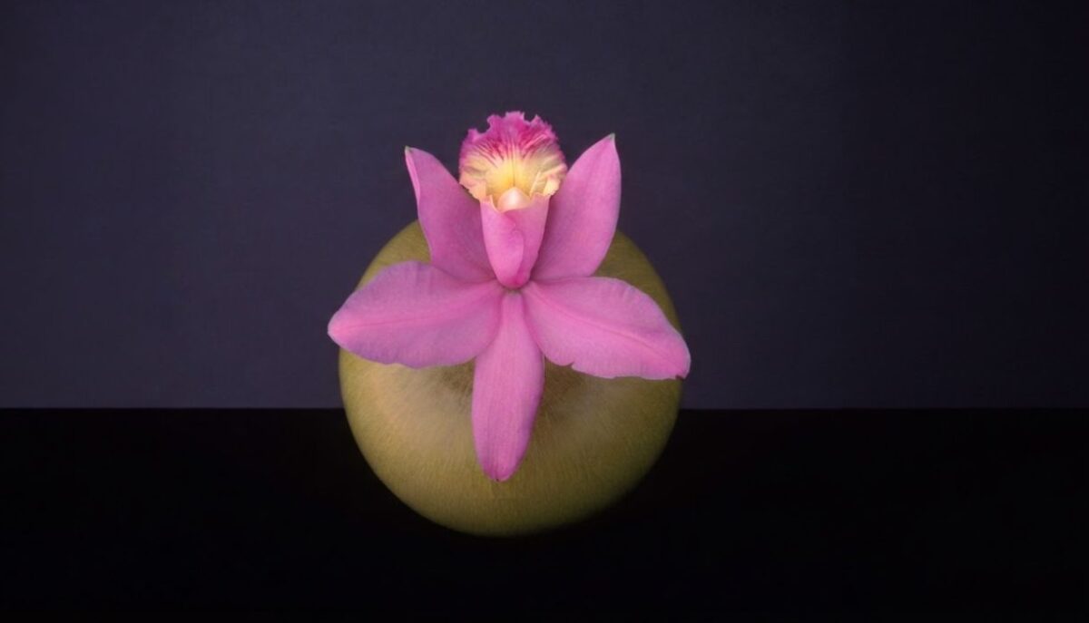 Orchid, 1987 © Robert Mapplethorpe Foundation. Used by permission.
